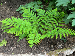  Worm fern, Dryopteris dilatata
