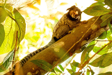 Macaco sagui, maco de rabo grande e pelo listado. 