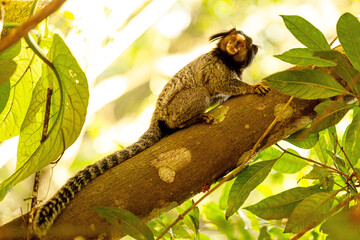 Macaco sagui, maco de rabo grande e pelo listado. 