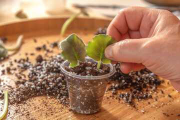 Florist florist plants violet bush (Saintpaulia) leaves in a plastic seedling cup. Close-up