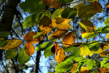 Yellow and green tree leaves background