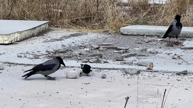 Street cat that cleanses itself among autumn leaves.