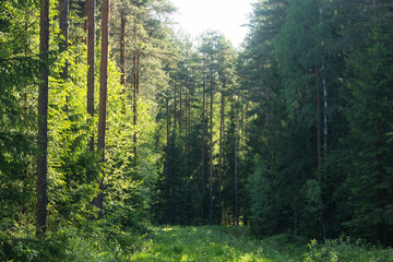 A straight path in the middle of mature commercial forests in order to manage them. Shot in rural Estonia, Northern Europe