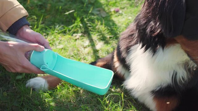 Bernese Mountain Dog drinks water from a portable collapsible blue bowl. 