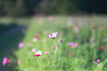 野原に咲くコスモス