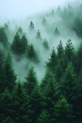 A serene view of evergreen trees shrouded in mist, creating a tranquil and mysterious atmosphere in a dense forest.