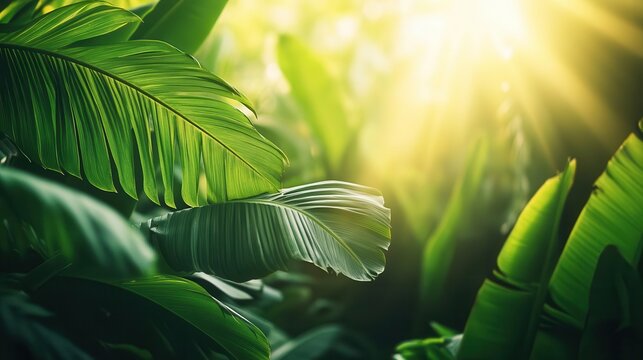 bali-inspired template featuring rich green palm and banana leaves, bathed in atmospheric sunlight rays, creating a tropical escape that evokes relaxation and tranquility