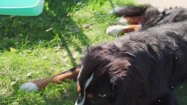 Bernese Mountain Dog drinks water from a portable collapsible blue bowl. 