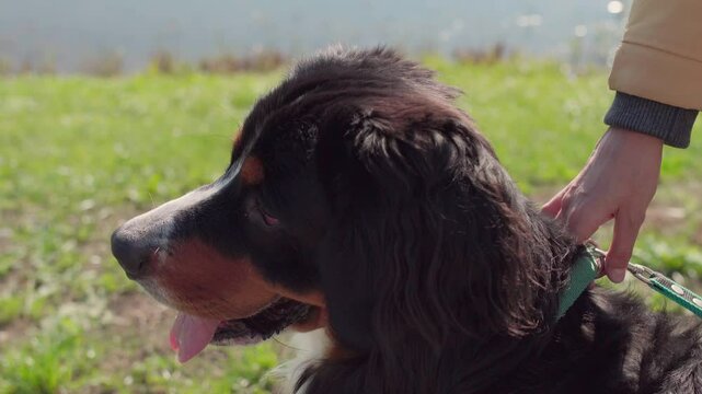 Bernese Mountain Dog drinks water from a portable collapsible blue bowl. 