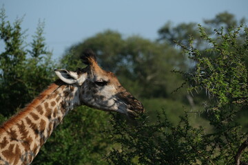 Giraffe eating from an acacia tree, side view, close up
