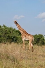 Giraffe looking at the camera standing in bushes with blue sky, vertical