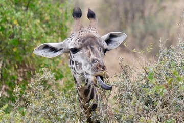 Sassy giraffe portrait close up sticking its tongue out, ready to eat from an acacia tree