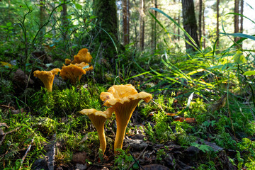 Fototapete bei efototapeten.de bestellen   