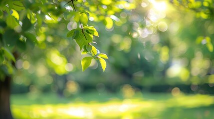 Obraz premium Blur natural and light background in the park a photograph
