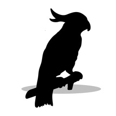 Cockatoo silhouette illustration Design Cockatoo silhouette icon