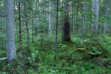 Naklejka premium An evening at a wet old coniferous forest in Estonia, Northern Europe