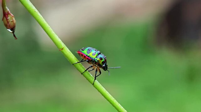 Beautiful brilliantly colored of bugs. Jewel bug (Chrysocoris stollii)