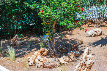 Small tropical tree with green leaves and red flowers growing in rocky garden under bright sunlight. Crete. Greece.