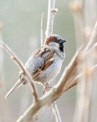 sparrow on a branch