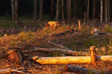 A clear-cut area with logs and stumps on an early summer morning in rural Estonia, Northern Europe	