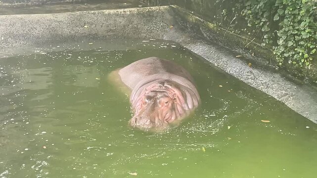 かばさん