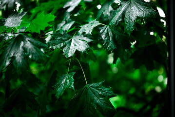 green leaves after rain on fauna tree