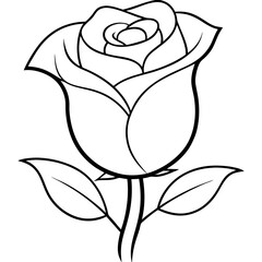 white rose on black background