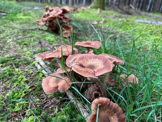 Mushrooms