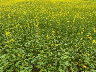 field of dandelions