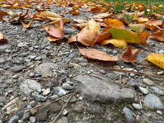 fallen autumn leaves