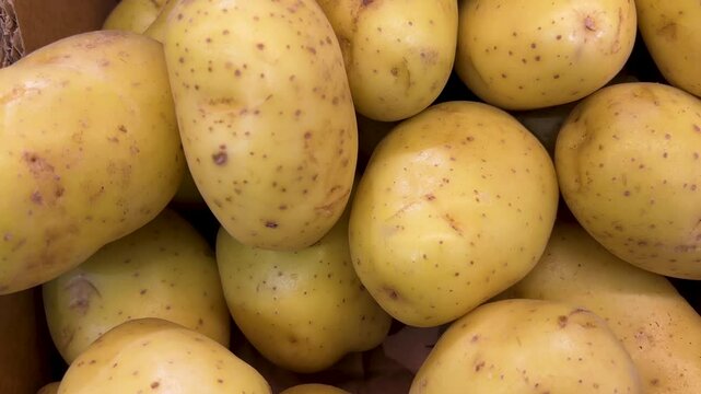 Potatoes displayed in cardboard crates. Tracking shot over potatoes