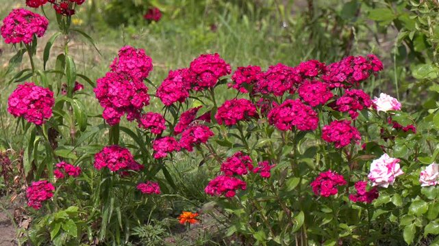Flower carnation Turkish, Dianthus barbatus, Some blooming Turkish red carnations on the blurred background of green leaves, Inflorescence of small carnations growing in the garden


