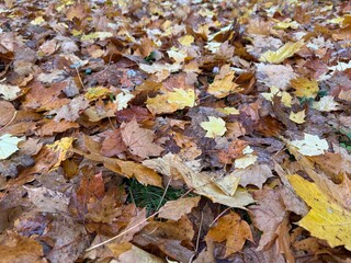 fallen autumn leaves