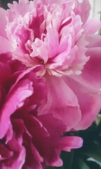 Fototapeta premium pink flower