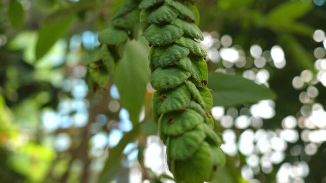Green tropical plant leaves vertical pattern details beauty. Nature and Botany.
