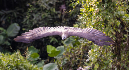 Grey headed fishing eagle diving 2