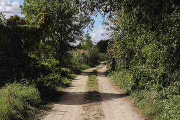 Sandy road through a meadow. Bushes line the path. Summer hike in nature. Peaceful escape far from the city. Walking activity countryside landscape background. Outdoor summer park. Rural scenic view.