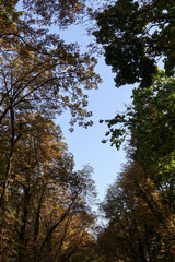 Majestic Autumn Tree Canopy Against Clear Blue Sky in a Tranquil Park