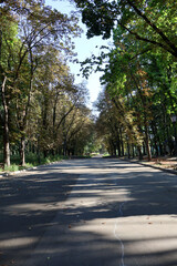 Sunlit Empty Pathway Surrounded by Tall Trees in a Quiet Urban Park