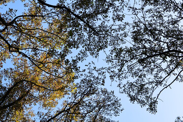 Autumn Tree Canopy with Branches and Leaves Against a Clear Blue Sky