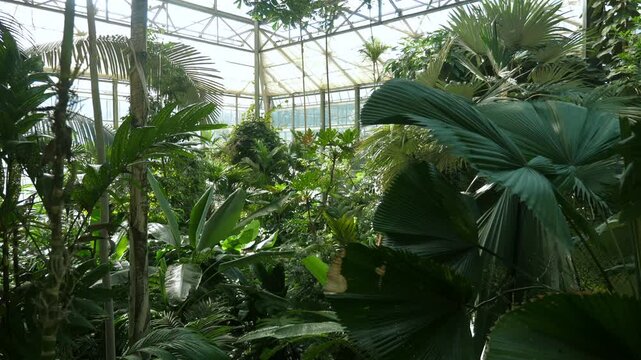 Tropical greenhouse with diverse plants, sunlight through glass roof, environmental sustainability. Diverse plant greenhouse