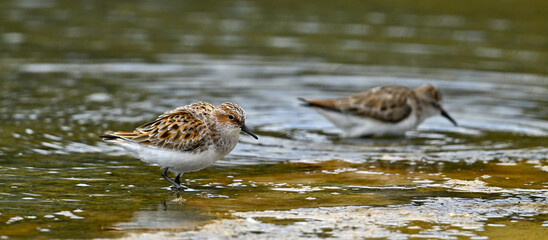 Zwergstrandläufer // Little Stint (Calidris minuta)