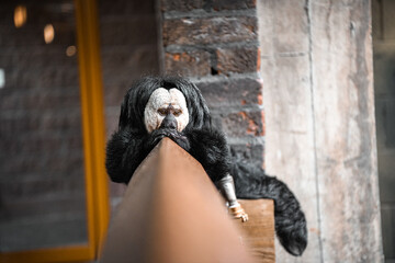 Closeup on a beautiful saki monkey at the zoo