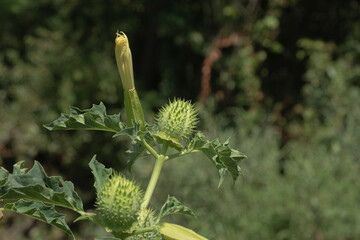 Fruits with seeds of Devil's snare, (Datura stramonium) devil's snare, family. Location:...
