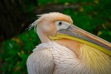Portrait of a beautiful pelican at the zoo