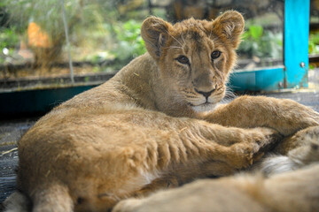 Closeup on a lion cub at the zoo