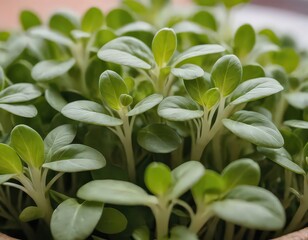 Obraz premium Bundles of raw herbs. Fresh herbs and spices close-up. Growing natural products 