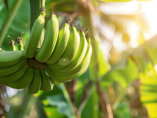 A close-up of unripe green bananas hanging from a tropical banana tree, with sunlight softly illuminating their smooth, firm texture