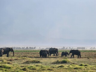 Wildlife African Elephants in Africa 