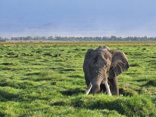 Wildlife African Elephants in Africa 